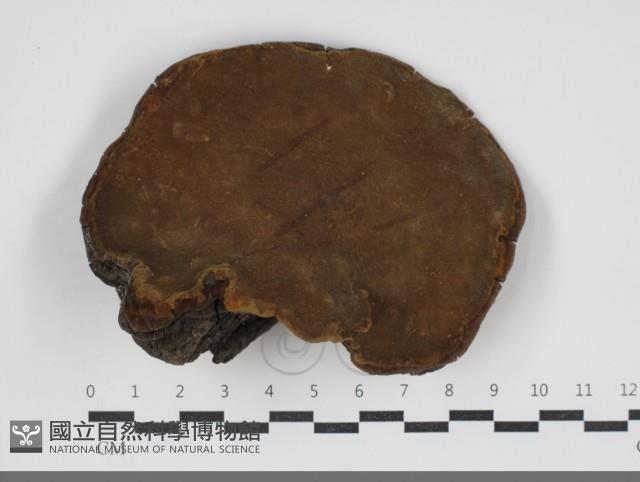 黃荊桑黃藏品圖，第3張