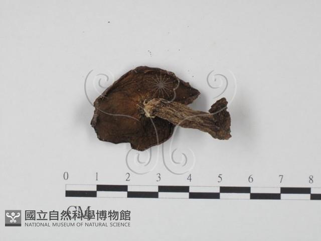 登錄號:F0020308藏品圖，第3張