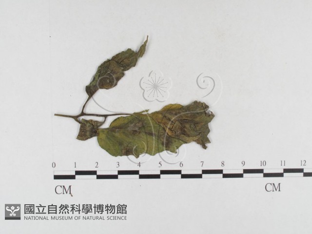 登錄號:F0026308藏品圖，第1張