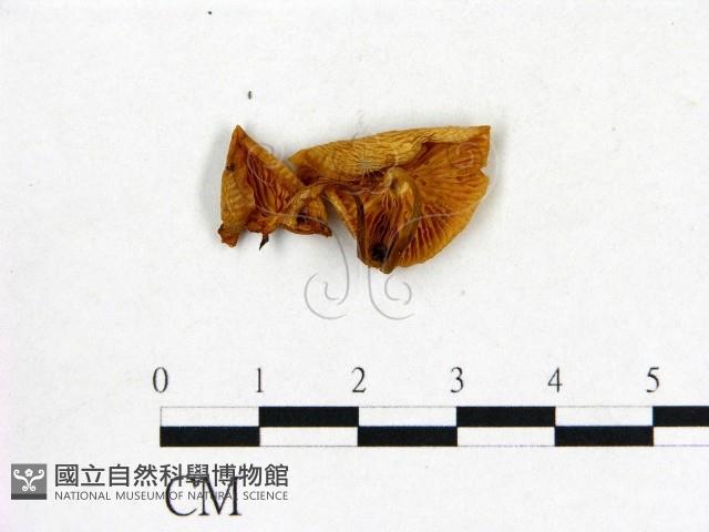 登錄號:F0016308藏品圖，第3張