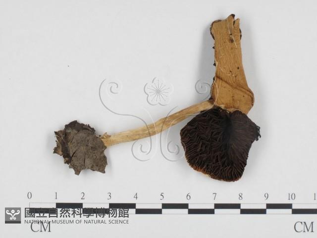 登錄號:F0024308藏品圖，第3張