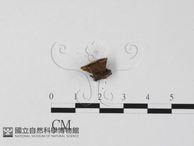 登錄號:F0022308藏品圖，第3張