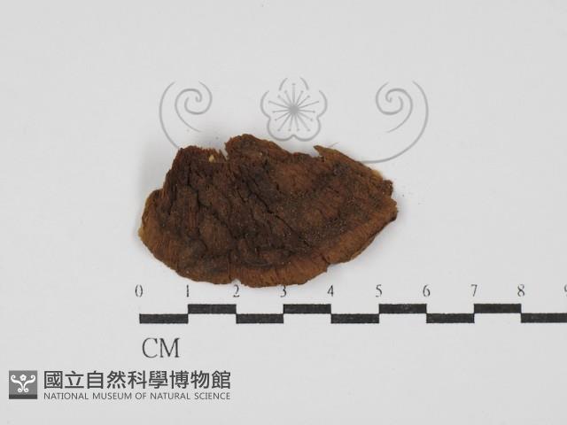 登錄號:F0002308藏品圖，第1張