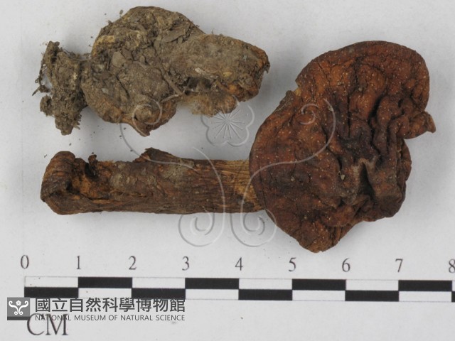 登錄號:F0027308藏品圖，第3張