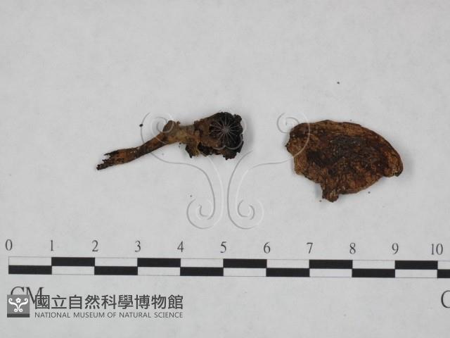 鵝膏屬藏品圖，第3張