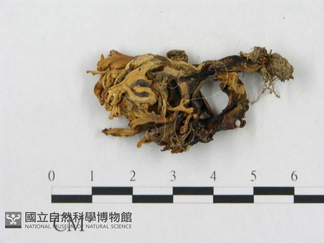 登錄號:F0013308藏品圖，第3張