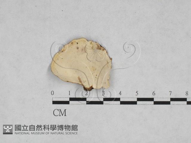 相鄰小孔菌藏品圖，第3張