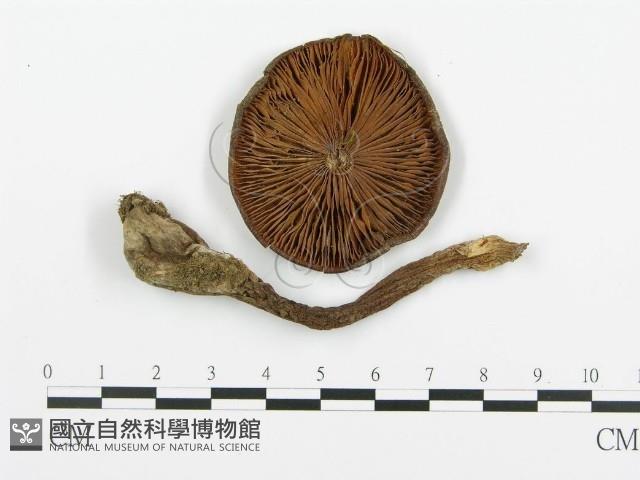 登錄號:F0020218藏品圖，第1張