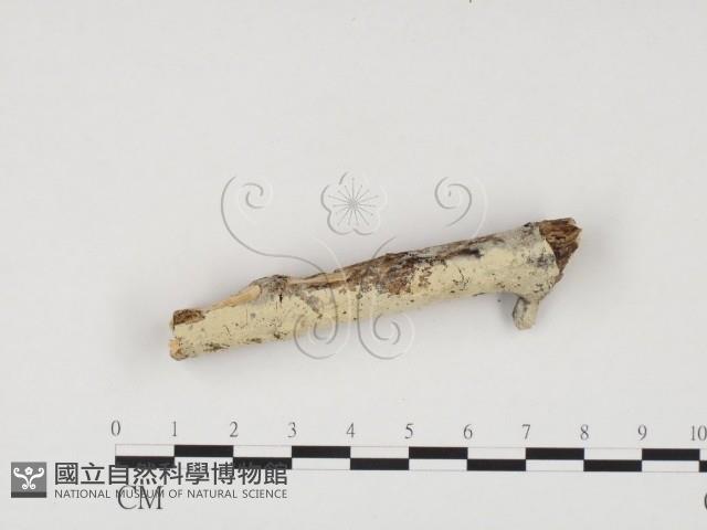 冇骨消絲齒菌藏品圖，第3張