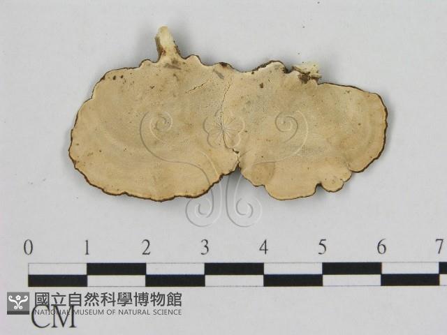 小孔菌屬藏品圖，第3張