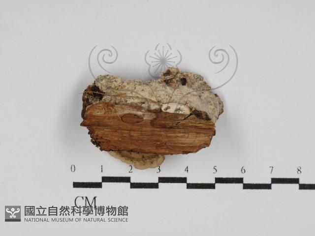 登錄號:F0030218藏品圖，第3張