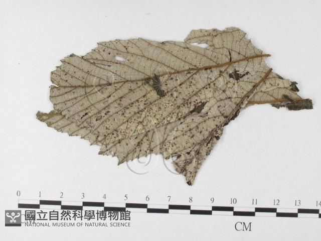 登錄號:F0026218藏品圖，第1張