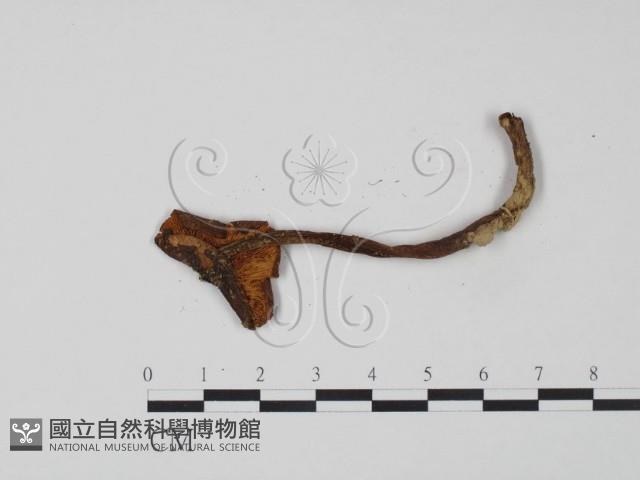 登錄號:F0011218藏品圖，第3張