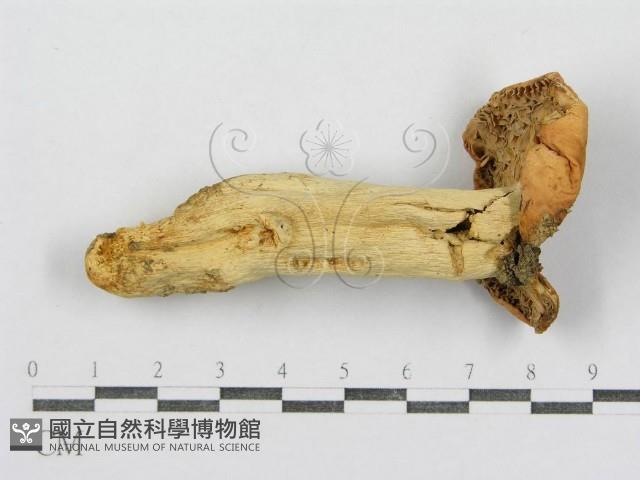 紅菇屬藏品圖，第3張