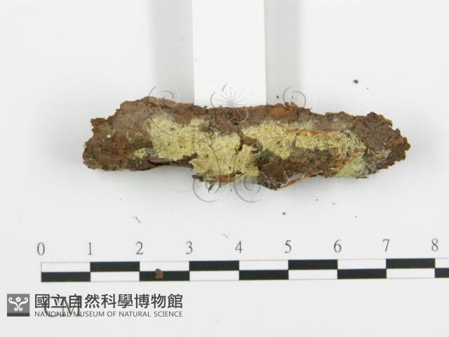 阿太菌屬藏品圖，第3張