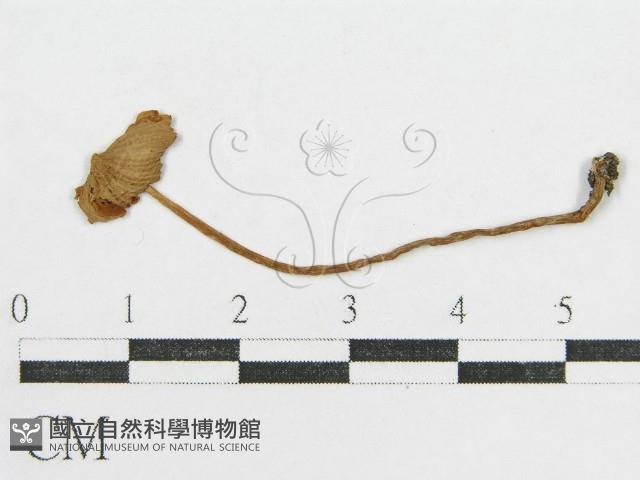 登錄號:F0017218藏品圖，第3張
