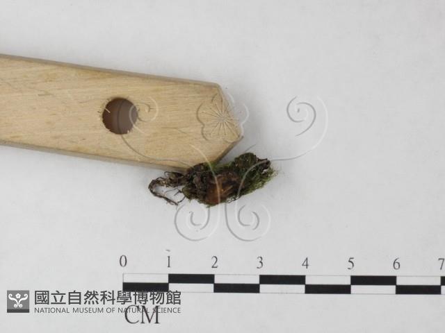 登錄號:F0023218藏品圖，第3張