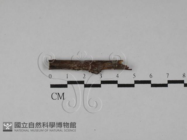登錄號:F0028818藏品圖，第1張