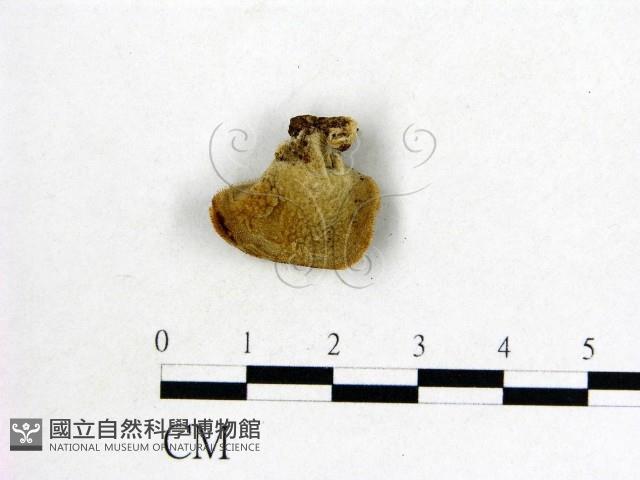 毛木耳藏品圖，第3張