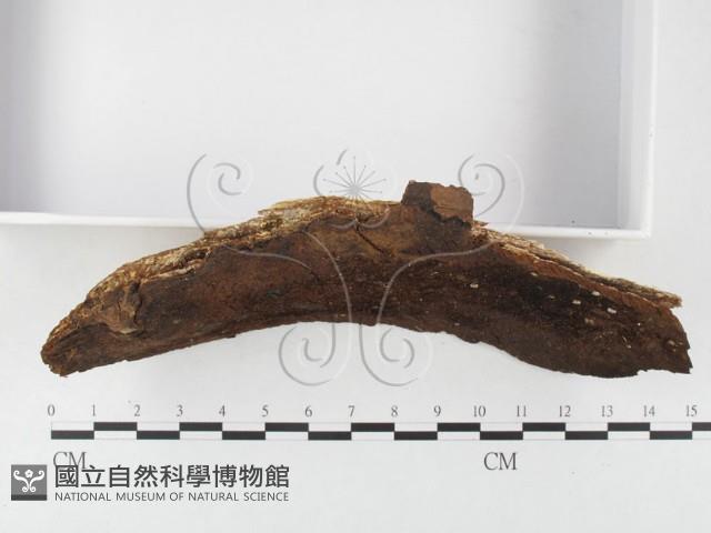 木層孔菌屬藏品圖，第3張