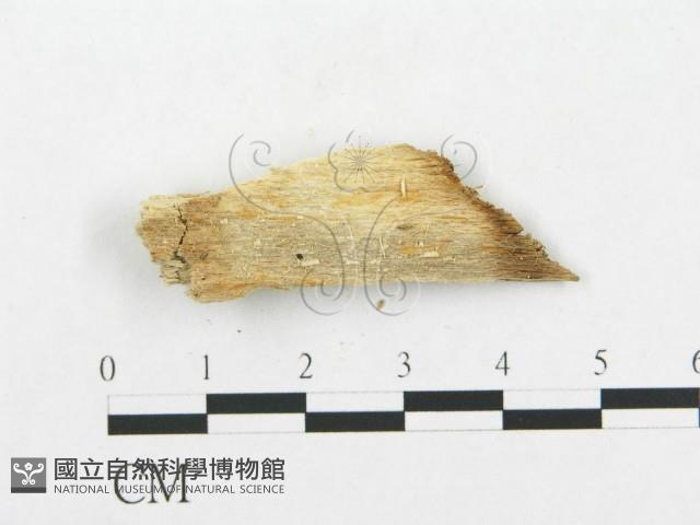 登錄號:F0016818藏品圖，第3張