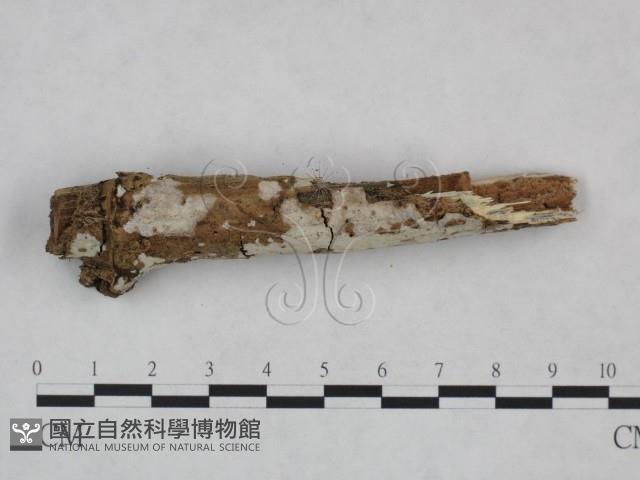登錄號:F0021818藏品圖，第3張