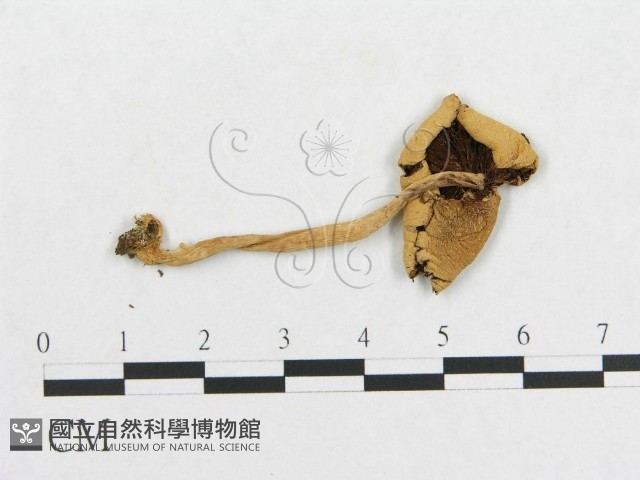 登錄號:F0001818藏品圖，第3張