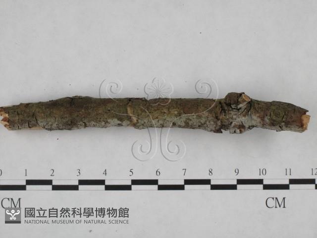 登錄號:F0024818藏品圖，第3張