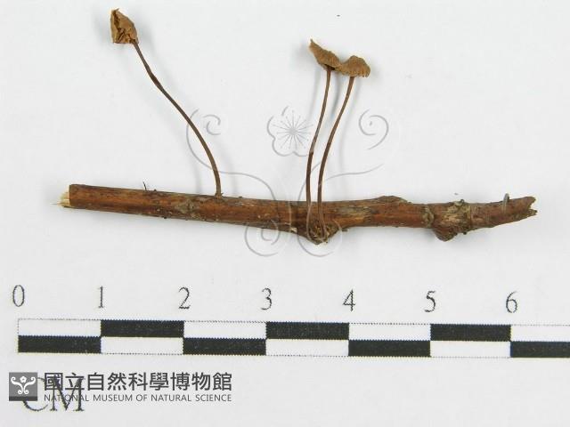 登錄號:F0004818藏品圖，第3張