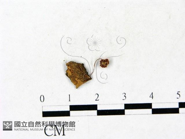小皮傘屬藏品圖，第3張