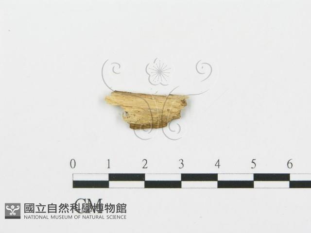 登錄號:F0017818藏品圖，第3張