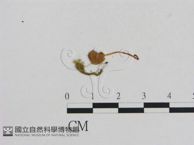 小菇屬藏品圖，第3張