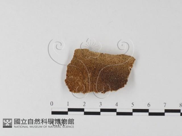 館號:F0019818藏品圖，第1張