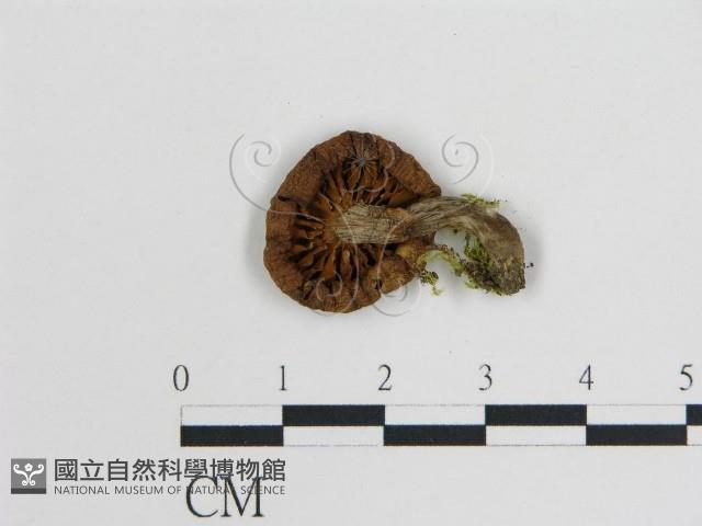 登錄號:F0003818藏品圖，第3張