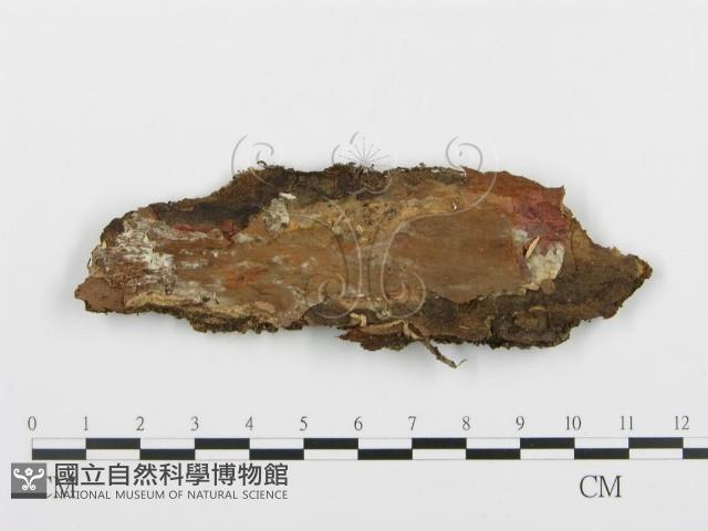 登錄號:F0013818藏品圖，第3張