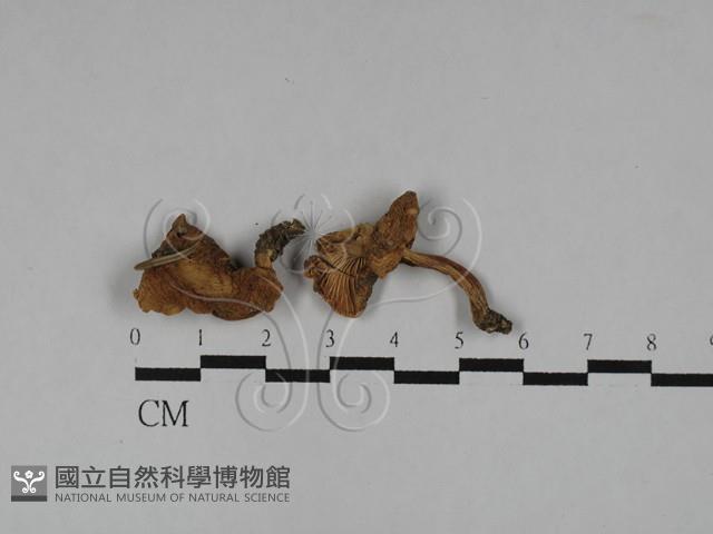 雞油菌屬藏品圖，第3張