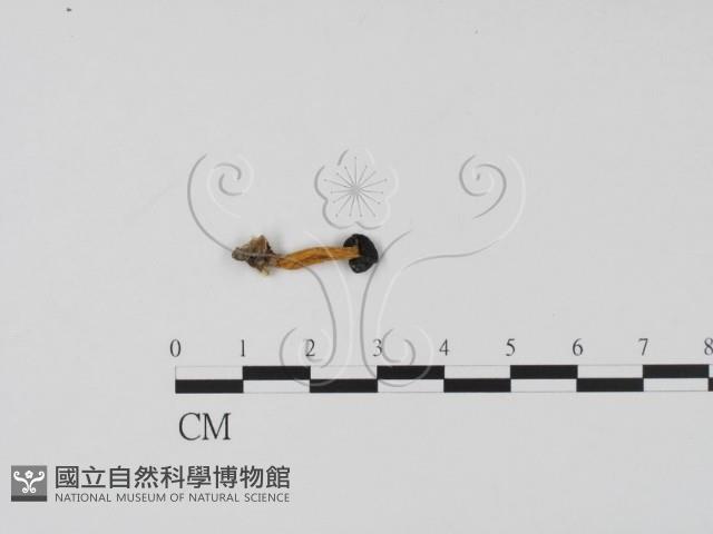 登錄號:F0008918藏品圖，第3張