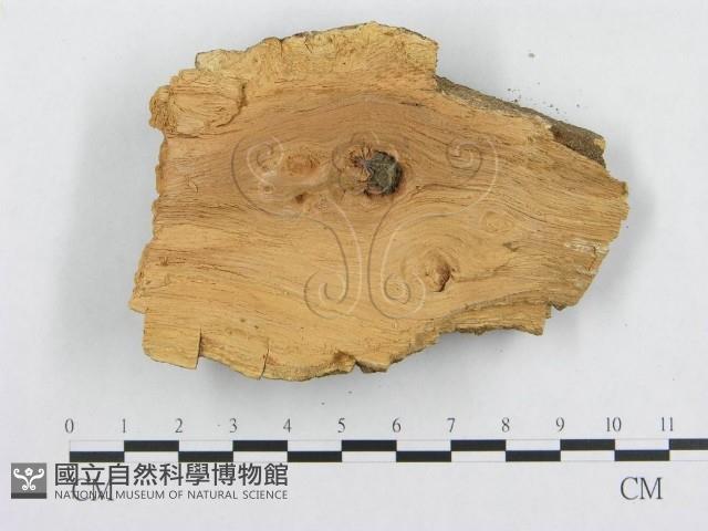 登錄號:F0000918藏品圖，第3張