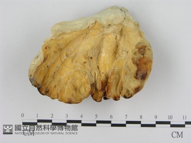 登錄號:F0016918藏品圖，第3張