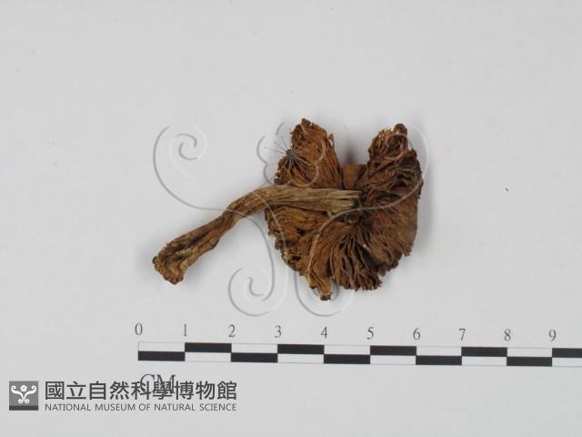 登錄號:F0021918藏品圖，第3張