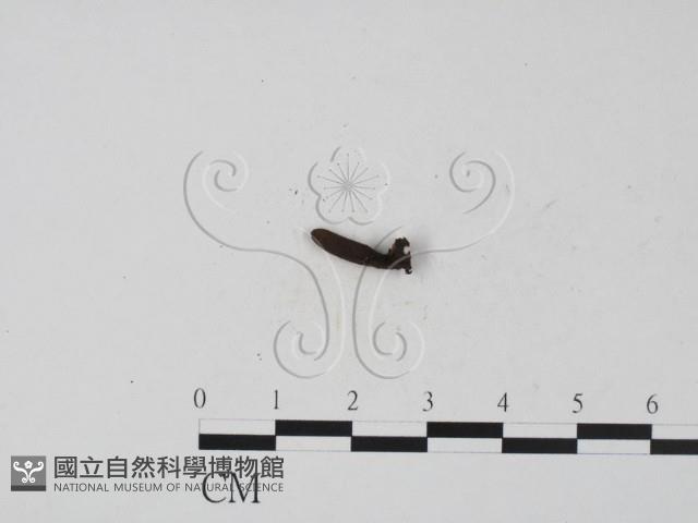 炭角菌屬藏品圖，第3張