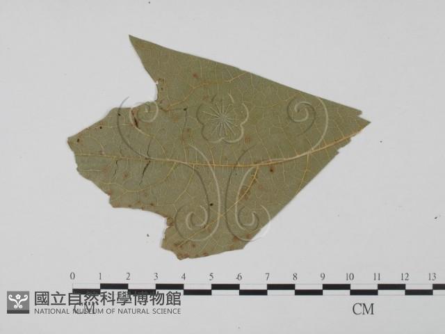 登錄號:F0011918藏品圖，第3張