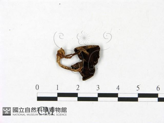 登錄號:F0022918藏品圖，第3張