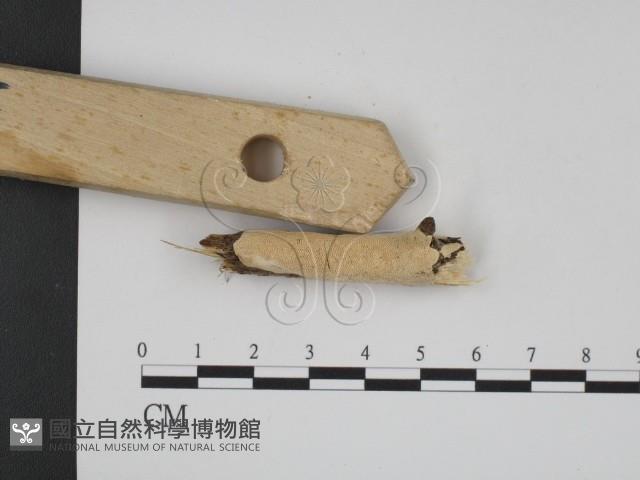 登錄號:F0007918藏品圖，第3張