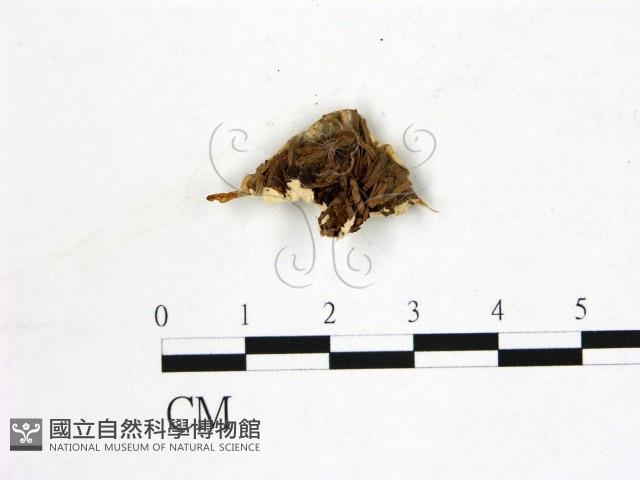 登錄號:F0017918藏品圖，第3張