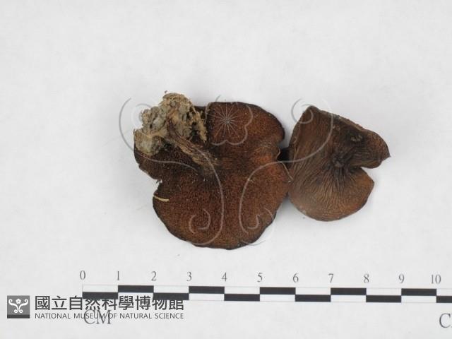 登錄號:F0025918藏品圖，第3張