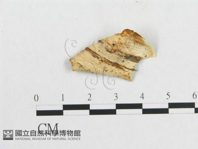 登錄號:F0005918藏品圖，第3張