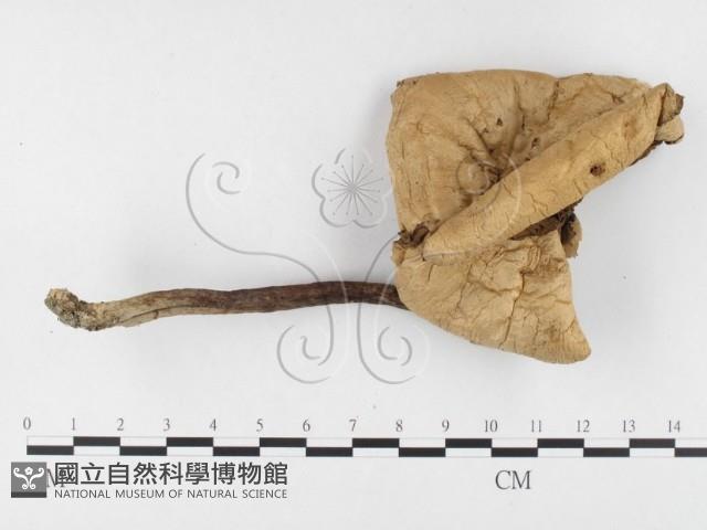 登錄號:F0015918藏品圖，第1張