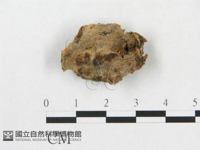 登錄號:F0019918藏品圖，第1張