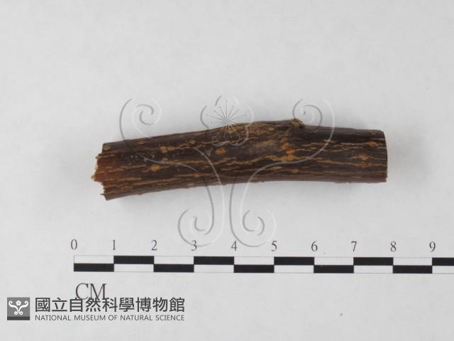 登錄號:F0023918藏品圖，第3張